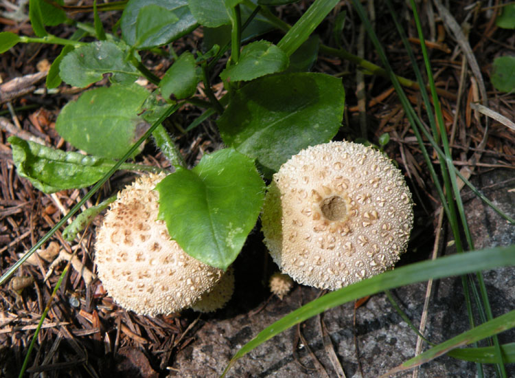 Lycoperdon dal Trentino